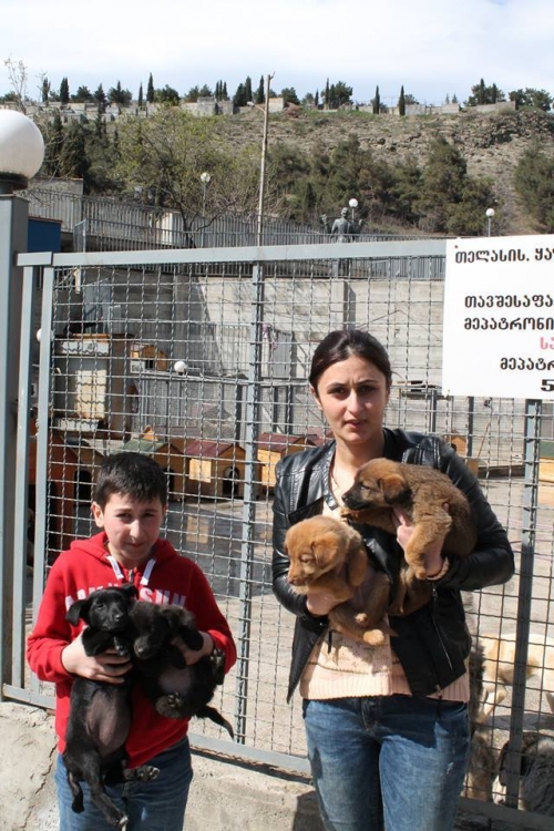 მეტისის ლეკვები უსახელო