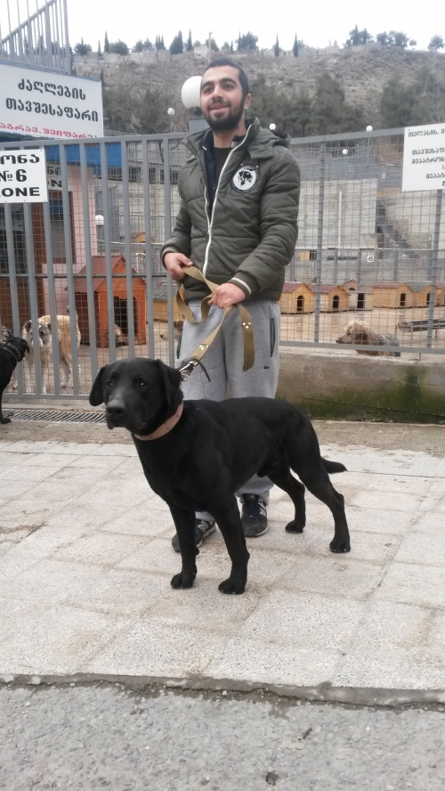 ლაბრადორი უსახელო