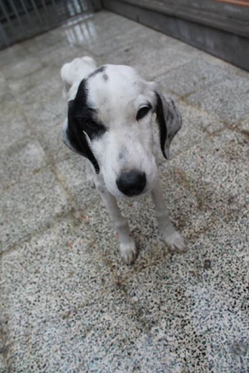 მეტისი იმედი