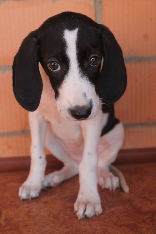 კურცხაალის მეტისი გოა