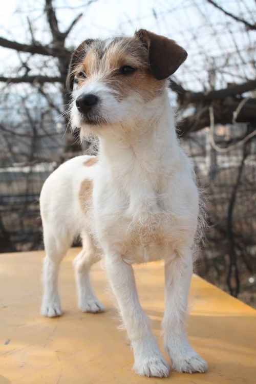 ფოქსტერიერის მეტისი უსახელო