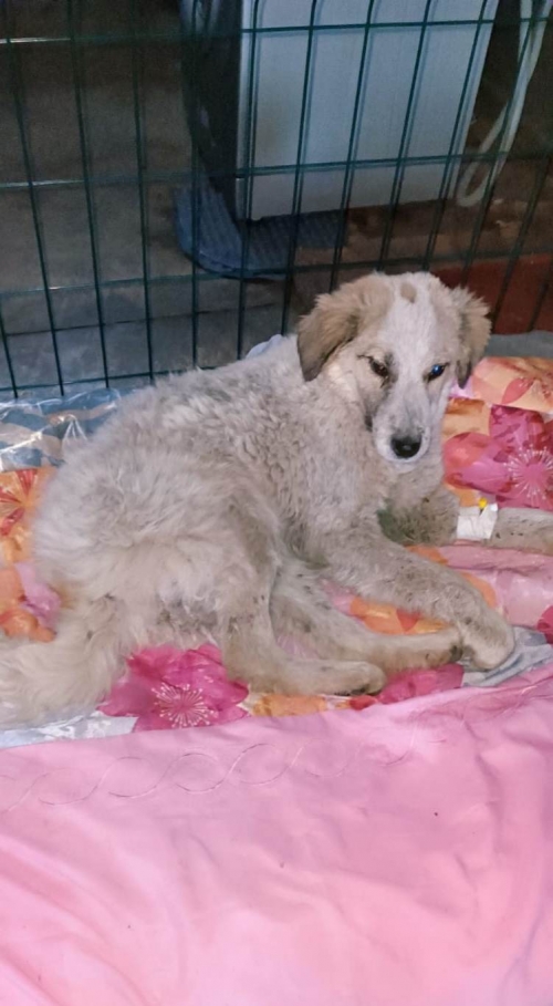 მეტისი სიღნაღის რაიონ სოფელ ვაქირში