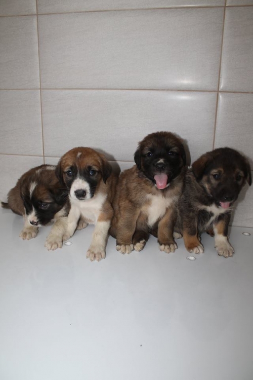 კავკასიური ნაგაზის მეტისი უსახელო