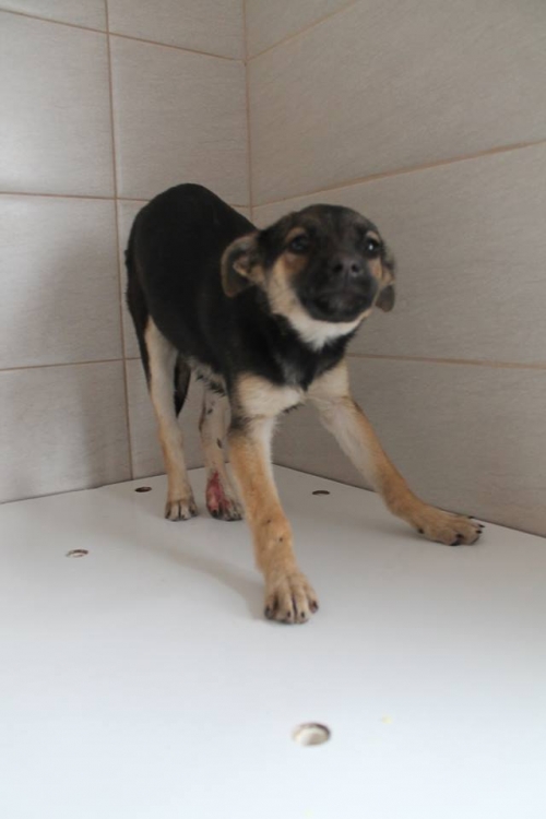 მეტისი უსახელო