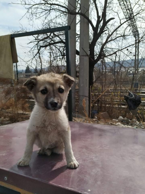 მეტისი უსახელო