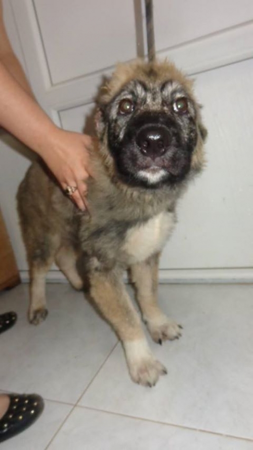 ქართული მეცხვარე ბომბორა