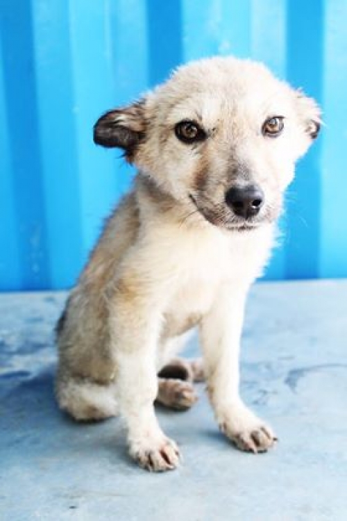 მეტისი უსახელო