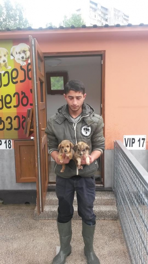 მეტისის ლეკვები უსახელო