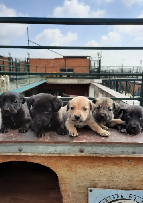 მეტისი სოფელი ყარაჯალა