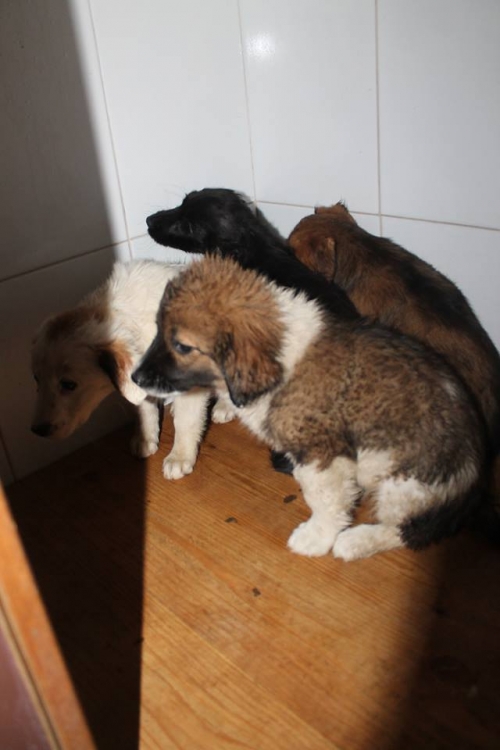 ქართული ქოფაკი უსახელო