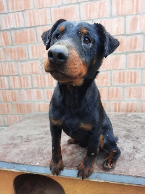 იაქტერიერი დეზერტირების ბაზარი