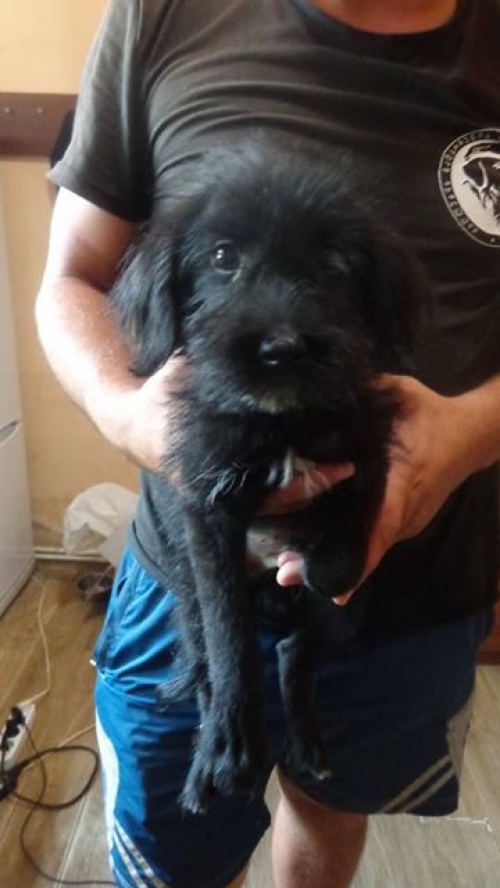 შნაუცერი უსახელო