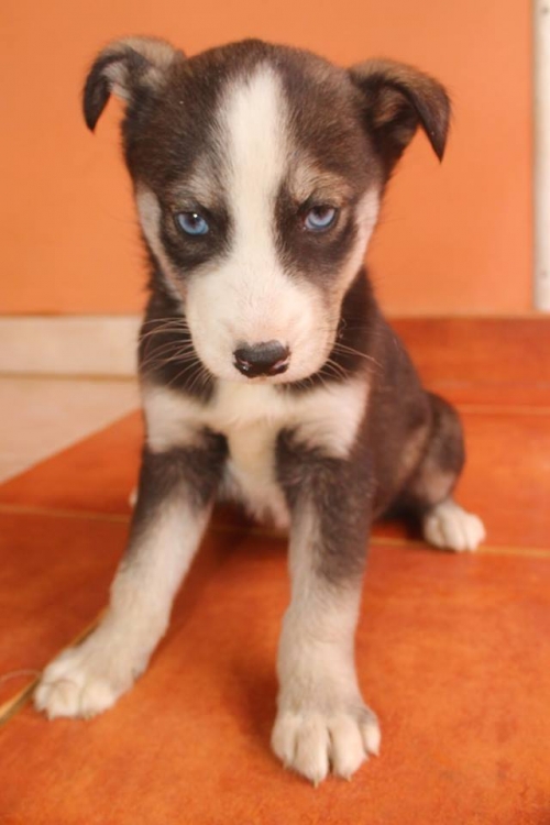 მეტისი უსახელო