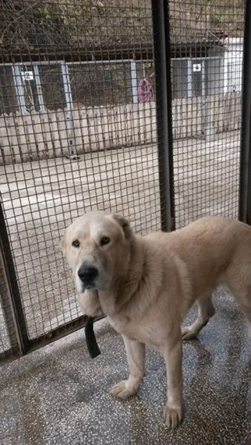 ქართული ნაგაზი ლეგა