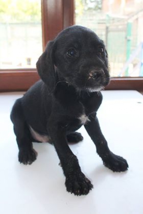 მეტისი უსახელო