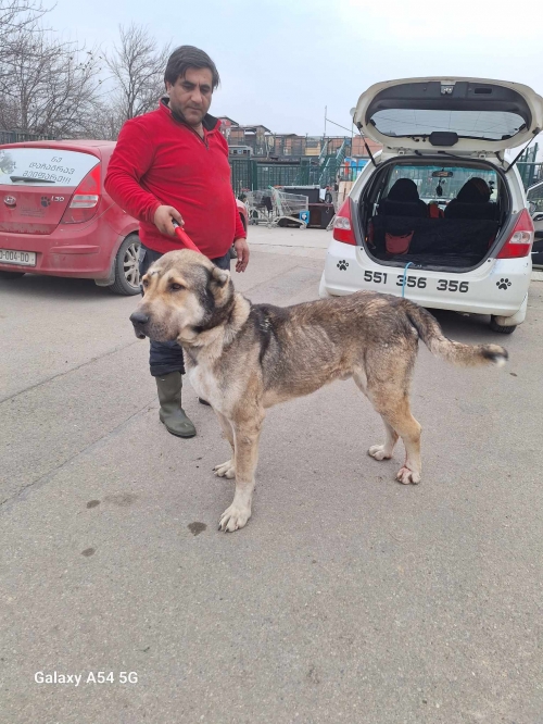 ქართული ნაგაზი წალკა სოფელი ორბეთი