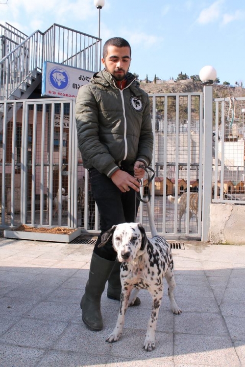 დალმატინი უსახელო