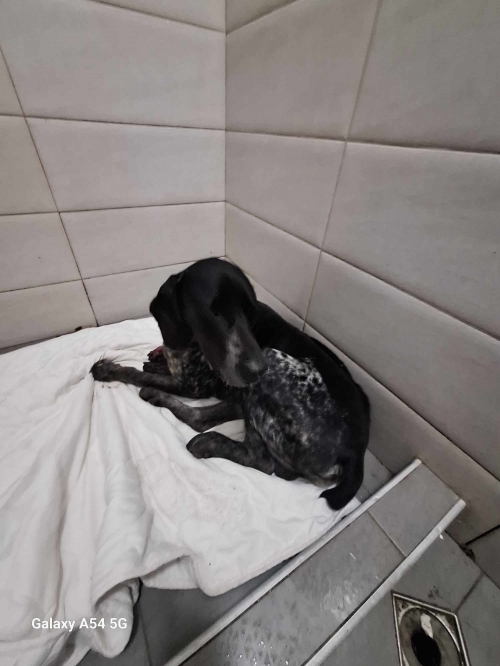 კურცხაარი ზესტაფონი