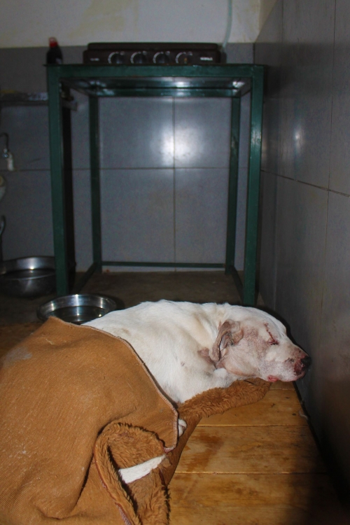 პიტი უსახელო