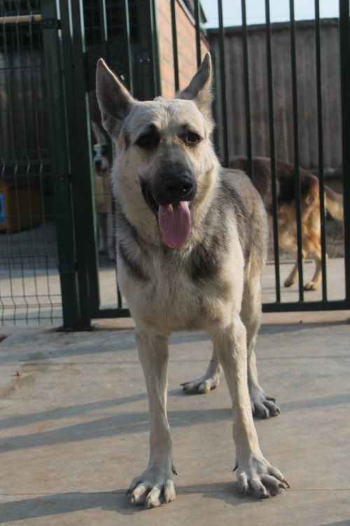 აღმოსავლეთ ევროპული ნაგაზი უსახელო