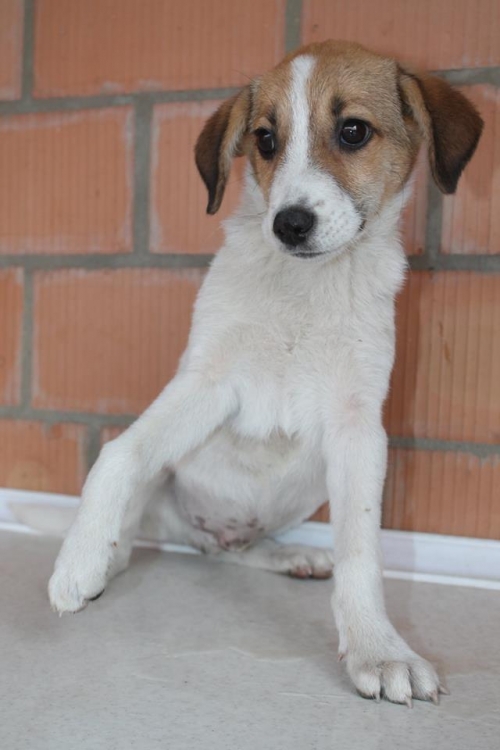 მეტისი უსხაელო