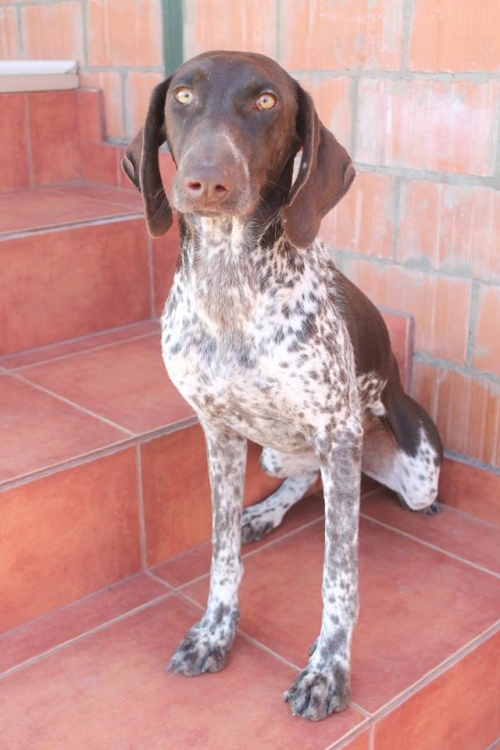 კურცხაარი ჯეკა