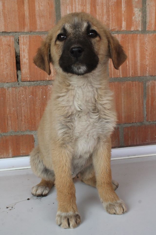 მეტისი უსახელო