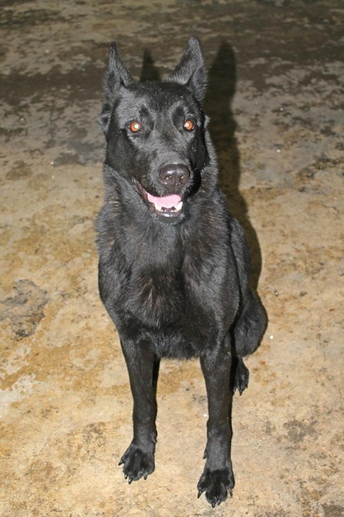 ბელგიური ნაგაზი უსახელო