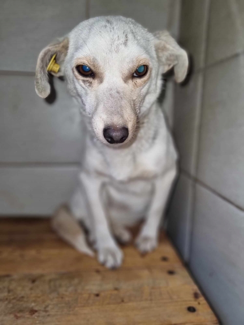 მეტისი სართიჭალა