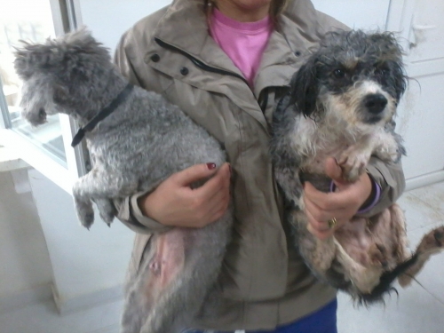 პუდელი ბუბუ