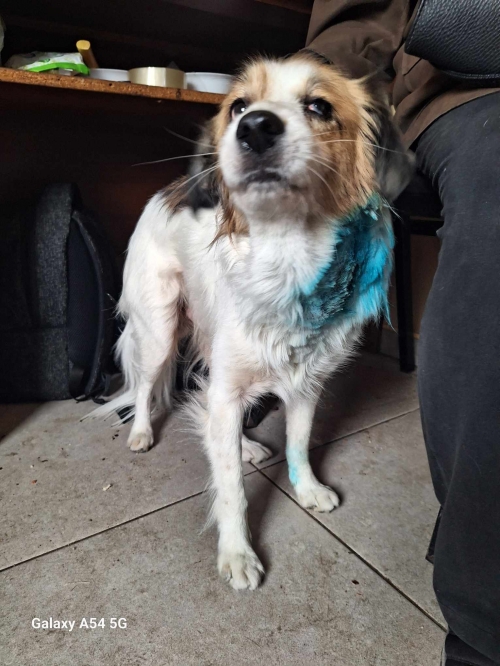 მეტისი ბუჩი