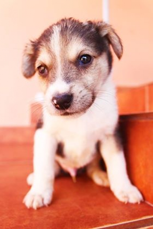 მეტისი უსახელო