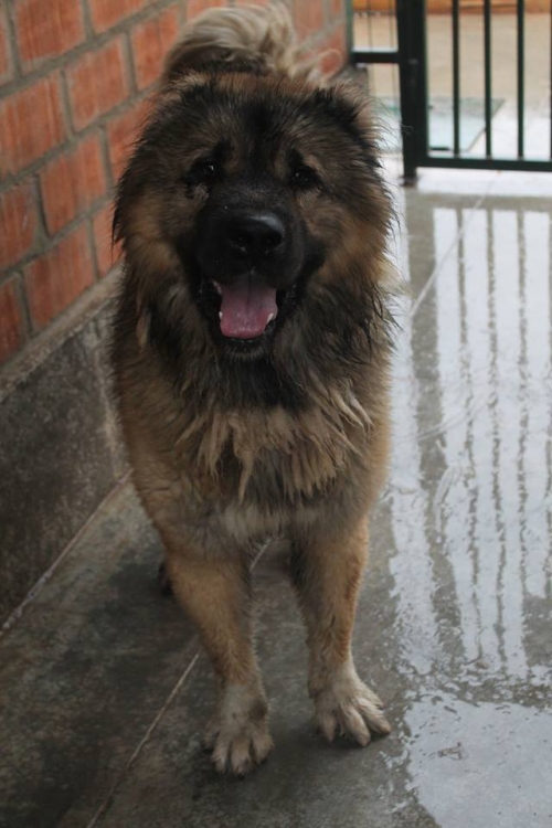 ქართული ნაგაზი ბუთხუნა