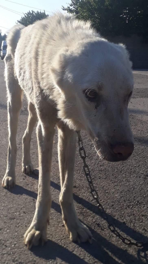 ქართული ქოფაკი უსახელო