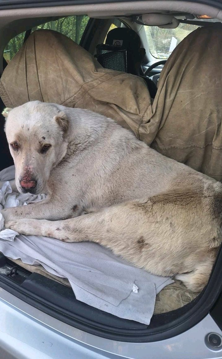 ქართული ნაგაზი. დუშეთი