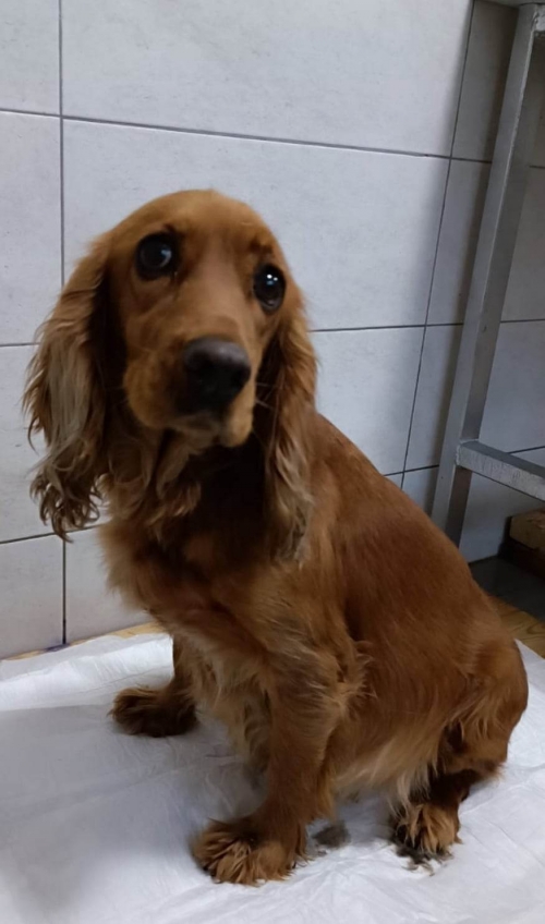 კოკერსპანიელი კაირო მე 3 ქუჩა