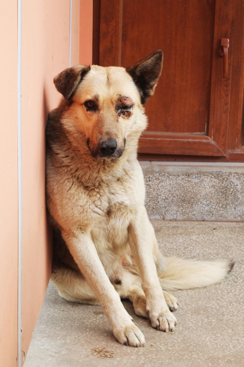 გერმანული ნაგაზის მეტისი უსახელო