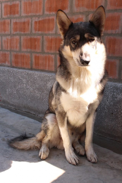 ლაიკა უსახელო