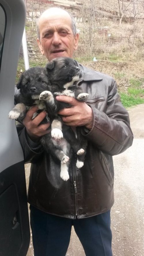 მეტისი უსახელო