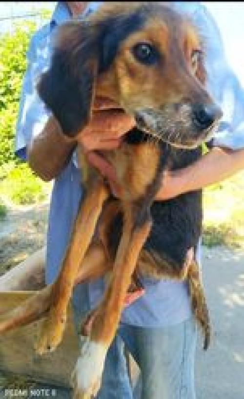 მეტისი ქობულეთი