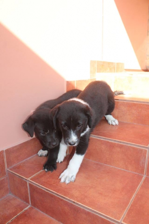 მეტისის ლეკვები უსახელო