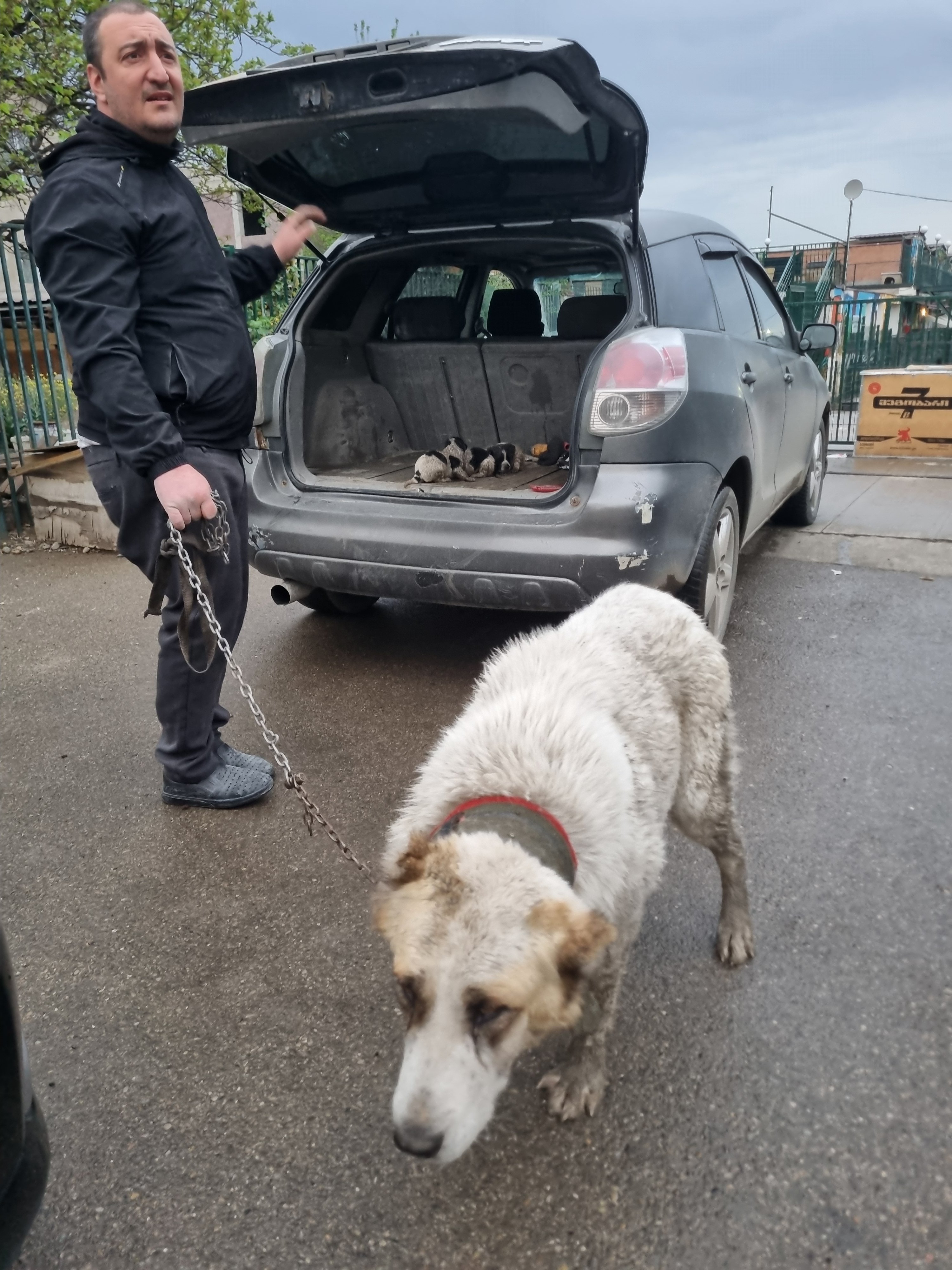 ქართული ნაგაზი. ბროწეულა