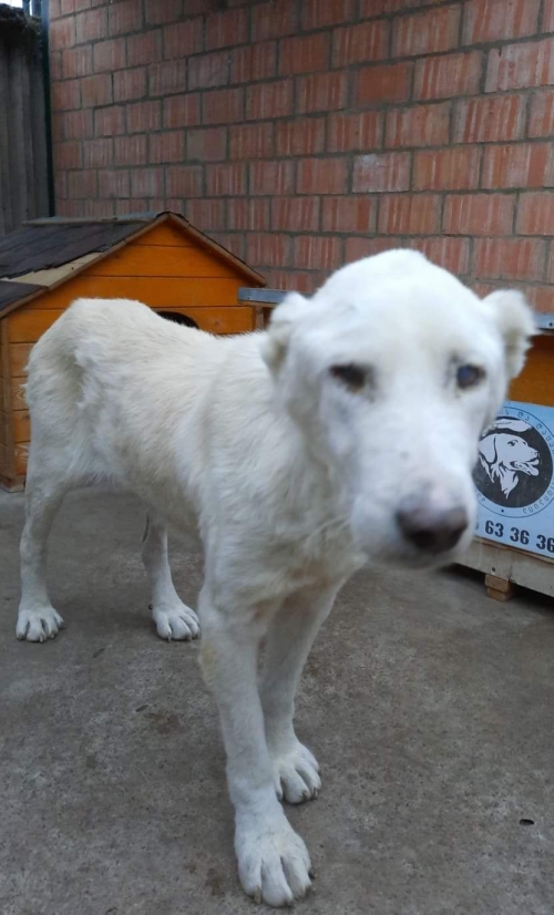 ქართული ნაგაზი უსახელო