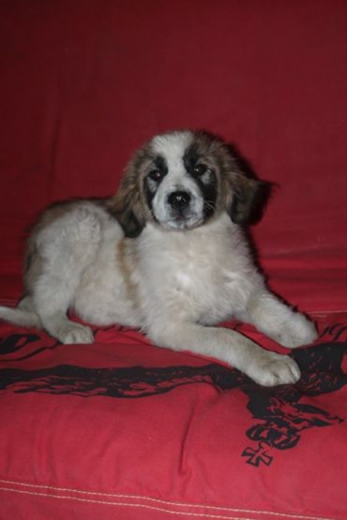 მეტისი უსახელო