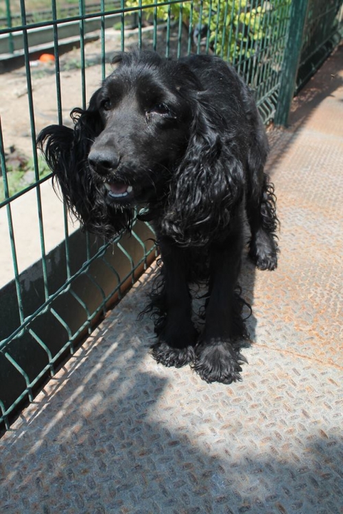 რუსული კოკერ სპანელი უსახელო