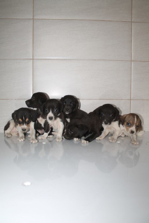 პოინტერის მეტისი უსახელო