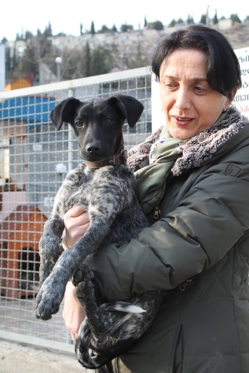 სეტერის მეტისი უსახელო