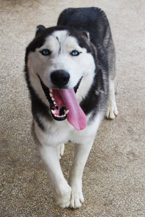 ციმბირული ხასკი უსახელო