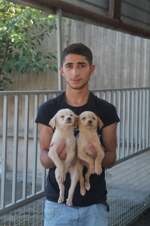 მეტისის ლეკვები უსახელო