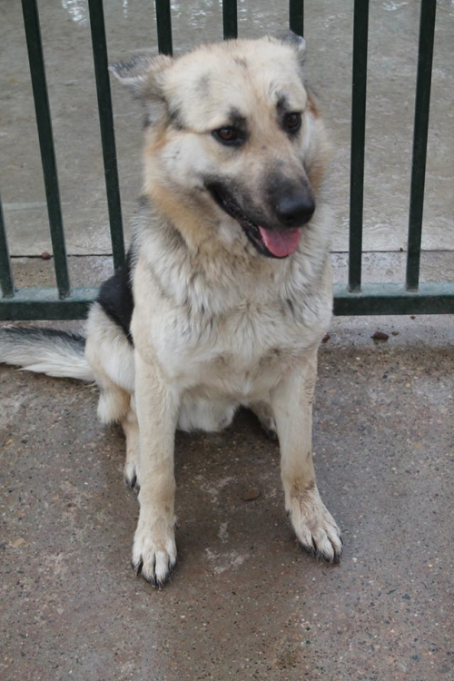 აღმოსავლეთ ევროპული ნაგაზი ბობო